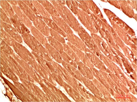 ATG13 Polyclonal Antibody (F311）