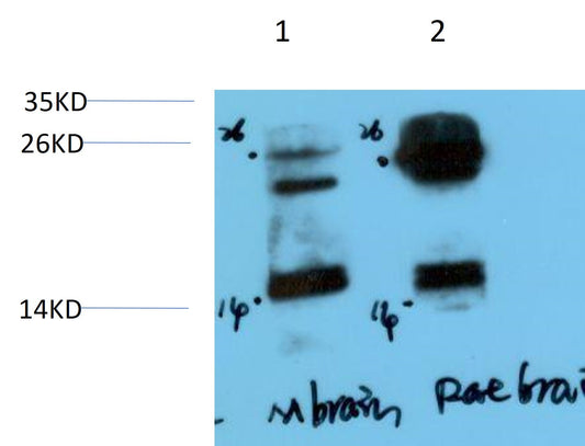 alpha-Syneuclein Polyclonal Antibody