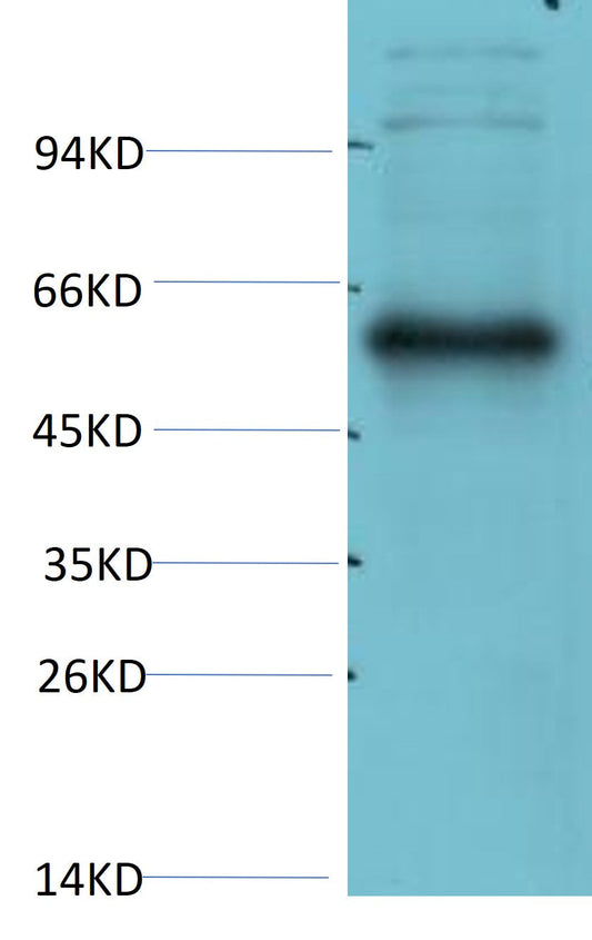 TRIM21 Polyclonal Antibody