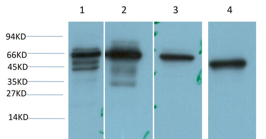 STIP1/HOP Polyclonal Antibody