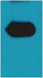 Rubisco Mouse Polyclonal Antibody (Large Chain)