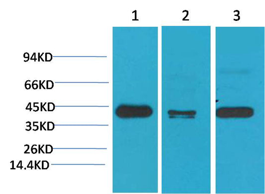 TBP TATA Binding Protein Monoclonal Antibody (4H2)