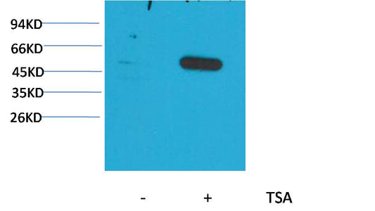 Alpha-tubulin (Acetyl Lys40) Monoclonal Antibody (5H5)