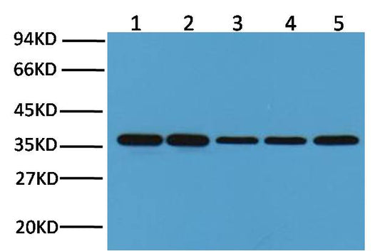 GAPDH Monoclonal Antibody (2B8)