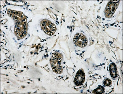 Beta-Tubulin Monoclonal Antibody (5G3)