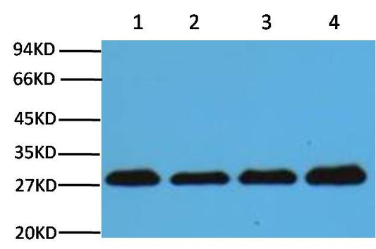 PCNA Monoclonal Antibody (12D10)