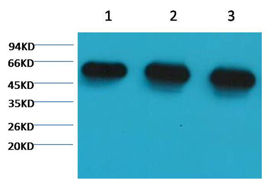 Alpha tubulin Monoclonal Antibody (8F11)