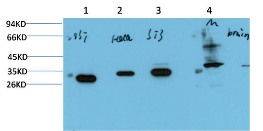 PCNA Monoclonal Antibody (7D1)