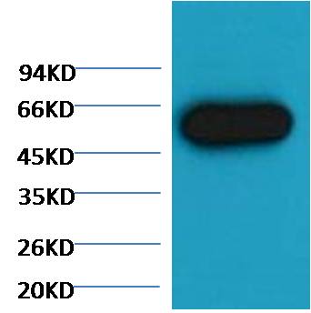 Alpha-tubulin Monoclonal Antibody (Zebrafish Specific）