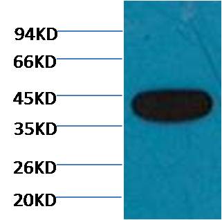 Beta-actin Monoclonal Antibody (Zebrafish Specific)