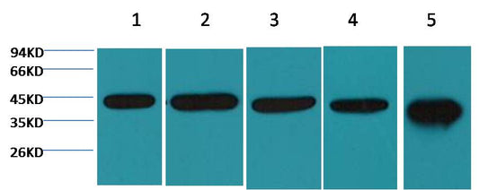 Beta-actin Monoclonal Antibody (Mix-mA™)