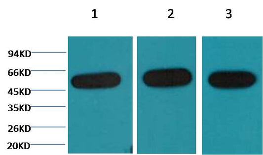 Beta-tubulin Monoclonal Antibody (Mix-mA™)