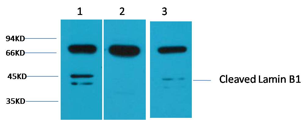 Lamin B1 Polyclonal Antibody