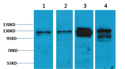 Vinculin Polyclonal Antibody