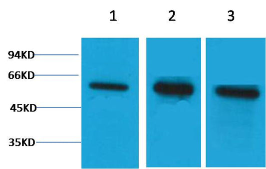 Beta Tubulin Polyclonal Antibody
