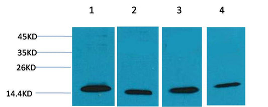 COX IV Polyclonal Antibody