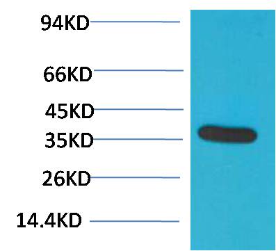 GAPDH Polyclonal Antibody (G04-For Bacterium)