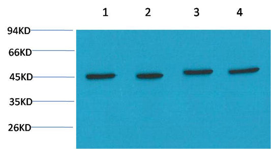 Beta-actin Polyclonal Antibody (A283)