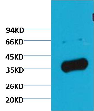 GAPDH Polyclonal Antibody (Zebrafish Specific）