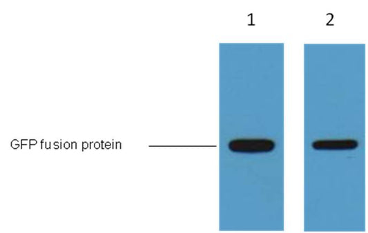 GFP-Tag Monoclonal Antibody (2G6)