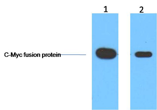 C-Myc-Tag Monoclonal Antibody (3E8)