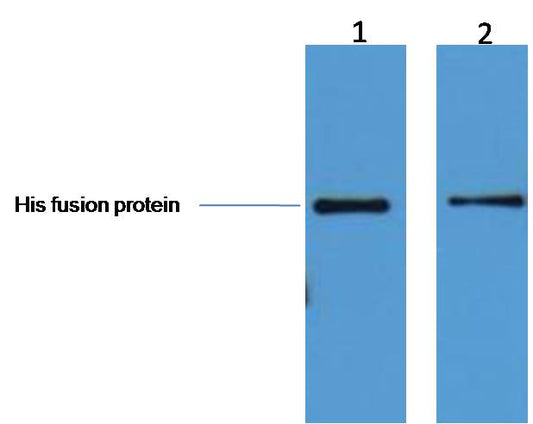 His-Tag Monoclonal Antibody (4E6)