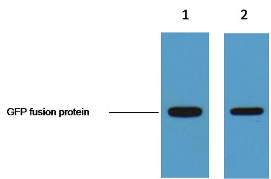 GFP-Tag Monoclonal Antibody (1G6)