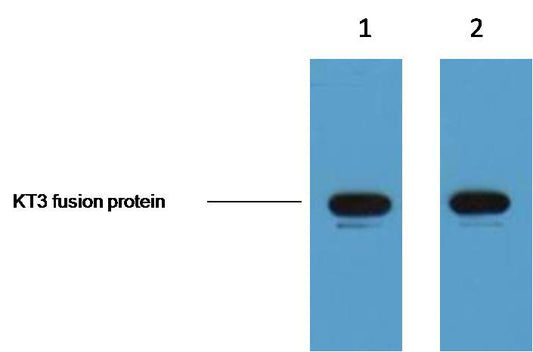 KT3-Tag Monoclonal Antibody (3D11)