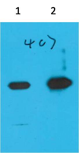 Nano-Tag9 Monoclonal Antibody (4B7)