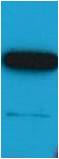 Flag-Tag Monoclonal Antibody (Mix-mA)