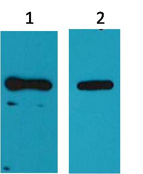 His-Tag Monoclonal Antibody (M1)
