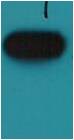 HA-Tag Monoclonal Antibody (Mix-mA™)