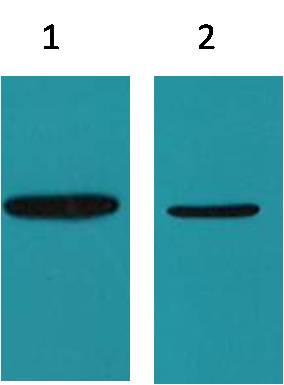 His-Tag Monoclonal Antibody (Mix-mA™)