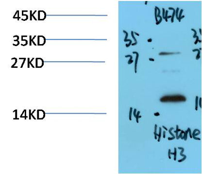 Histone H3 Polyclonal Antibody