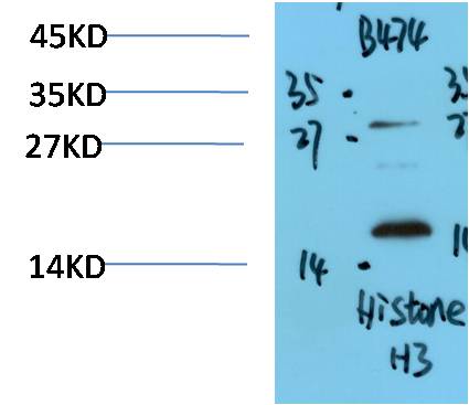 Histone H3 Polyclonal Antibody