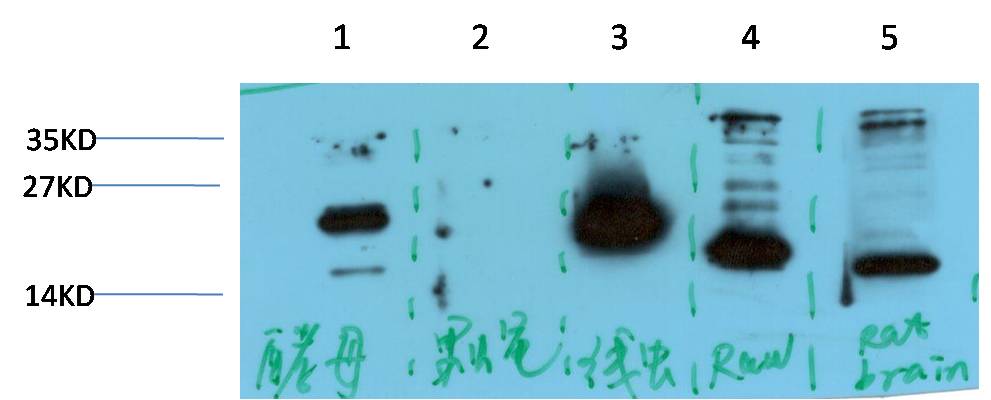 Histone H3 Polyclonal Antibody