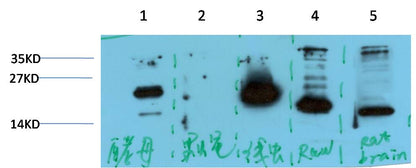 Histone H3 Polyclonal Antibody