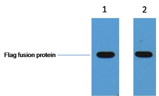 Flag-Tag Polyclonal Antibody