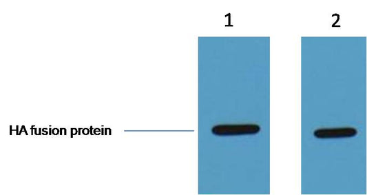HA-Tag Polyclonal Antibody