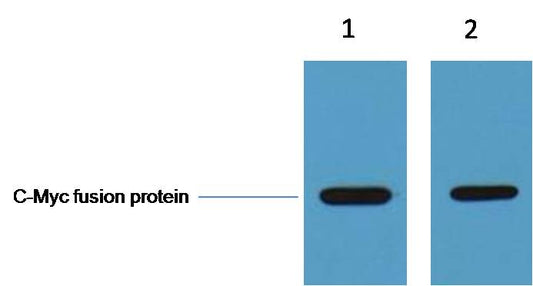 C-Myc-Tag Polyclonal Antibody