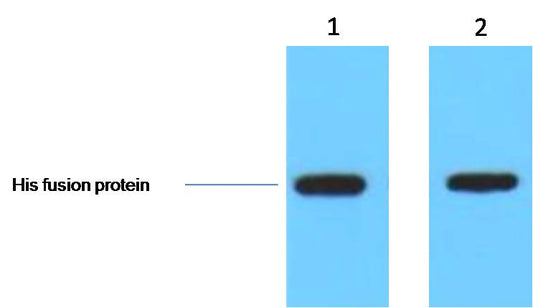 His-Tag Polyclonal Antibody