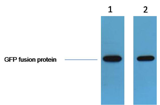 GFP-Tag Polyclonal Antibody