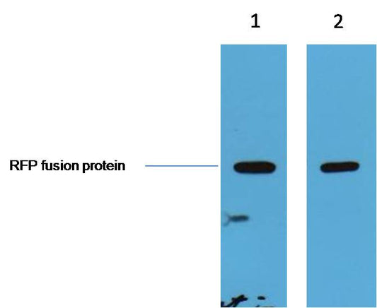 RFP-Tag Polyclonal Antibody