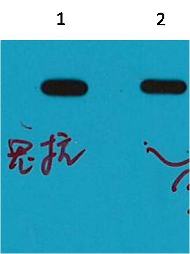 MBP-Tag Polyclonal Antibody