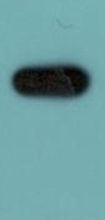 SBP-tag Polyclonal Antibody