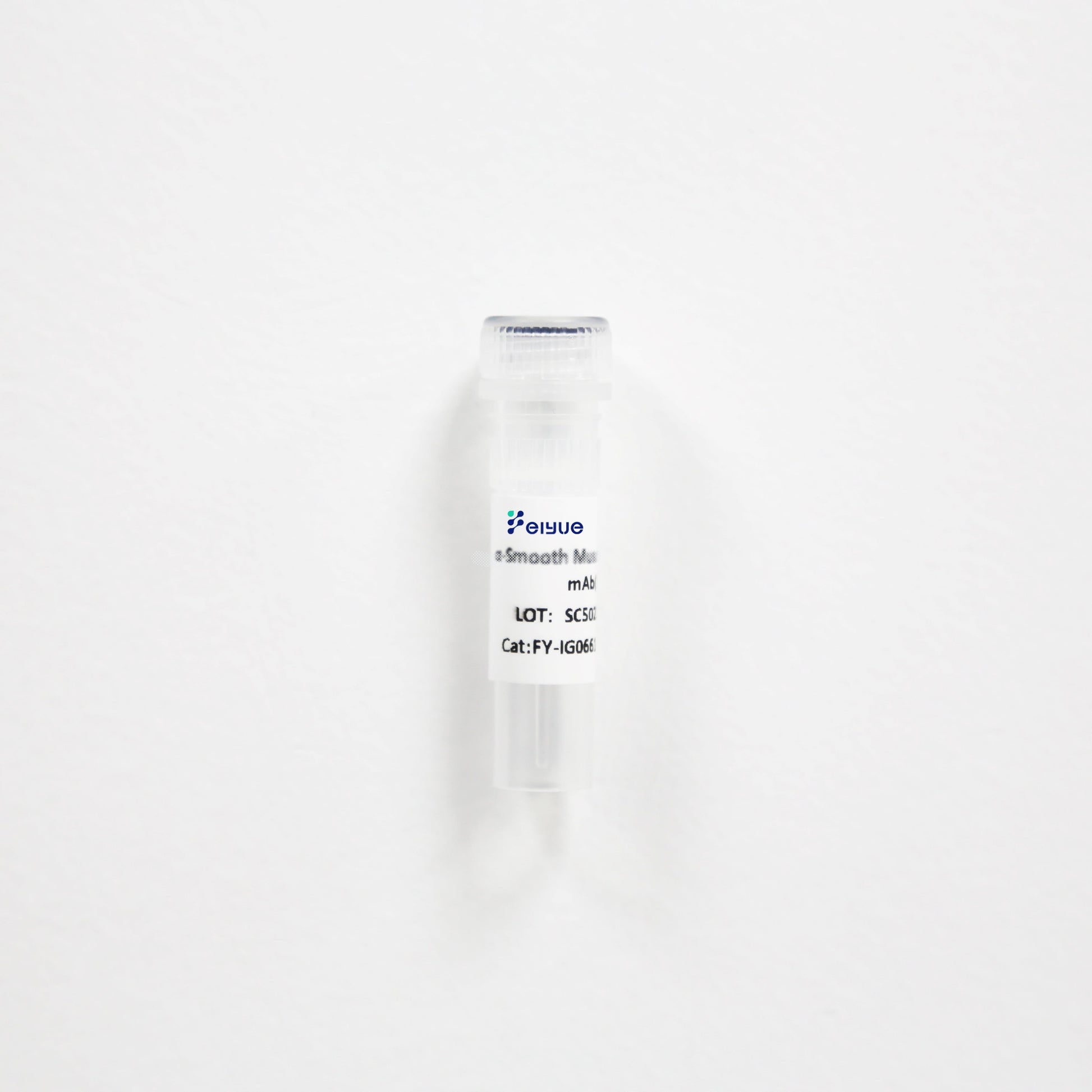 c-Jun Polyclonal Antibody (F127)