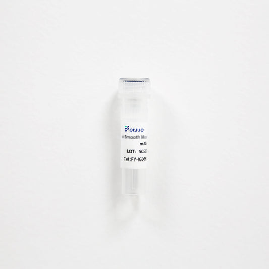 c-Jun Polyclonal Antibody (F127)