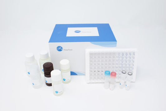 Human HCG-IgG (Human Chorionic Gonadotropin-Immunoglobulin G) ELISA Kit